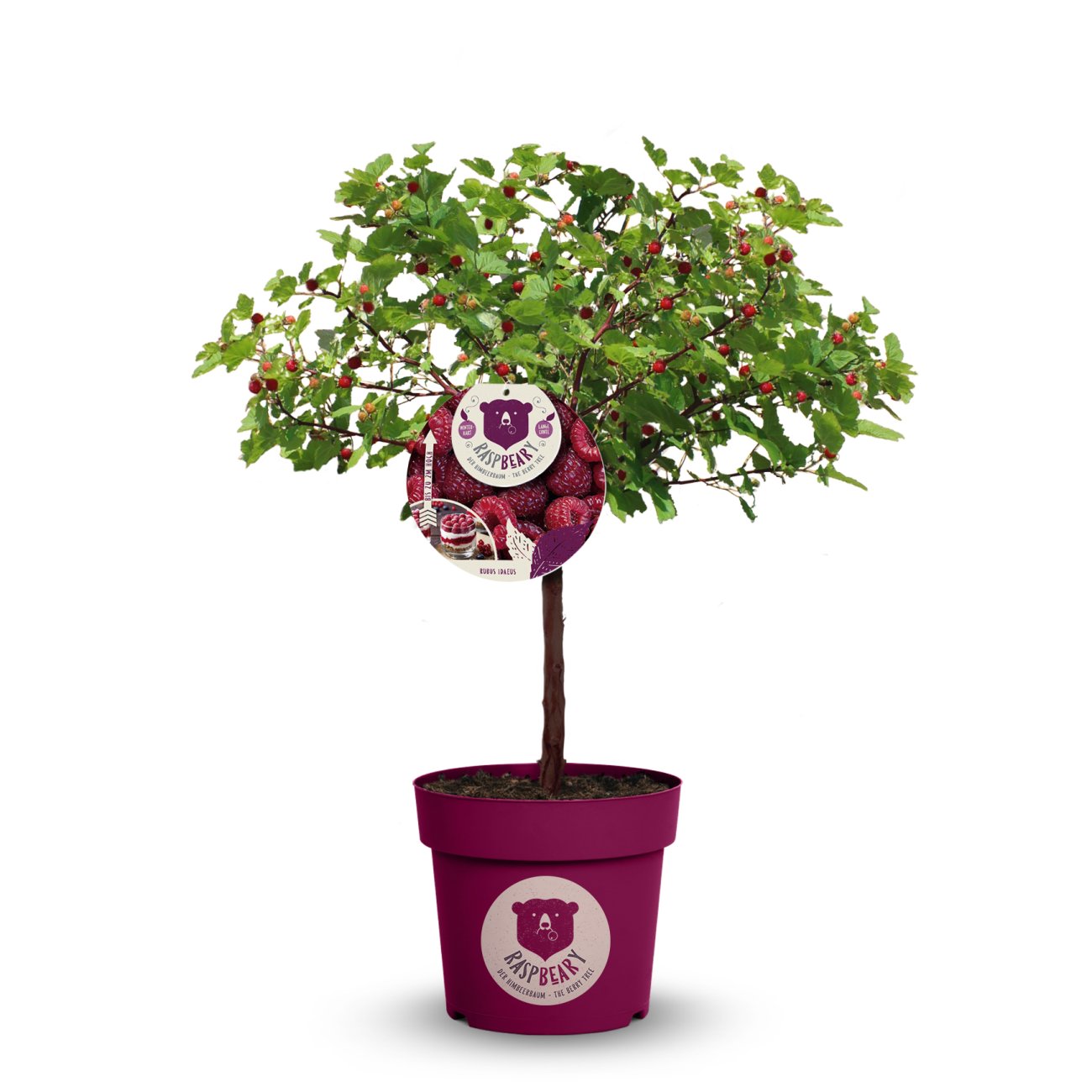 Obrázok Malina - Malinový medveď (Rubus idaeus x 'Hararasp') ´RASPBEARY´® - výška 50-70 cm, kont. C4L (-24°C) - NA KMIENKU